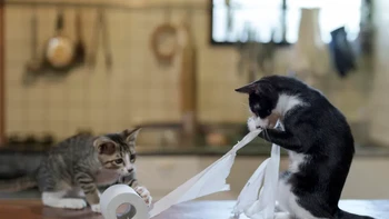 Pekerja Keras oleh Atsuyuki Ohshima Foto: Comedy Pets Photo Awards