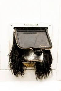 Comedy Pets Photo Awards 2024