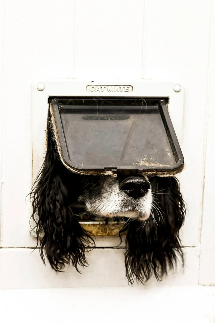 Comedy Pets Photo Awards 2024