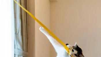 Tarzan oleh Kazutoshi Ono Foto: Comedy Pets Photo Awards