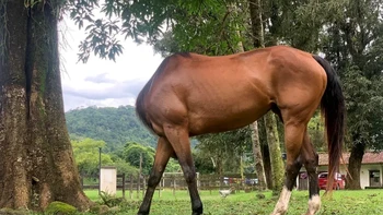Apa yang Saya Pikirkan oleh David Kertzman Foto: Comedy Pets Photo Awards