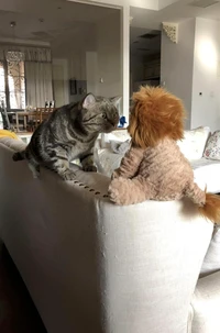 Comedy Pets Photo Awards 2024