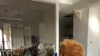 Siapa Kamu oleh Silvia Jiang Foto: Comedy Pets Photo Awards