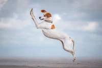 Comedy Pets Photo Awards 2024