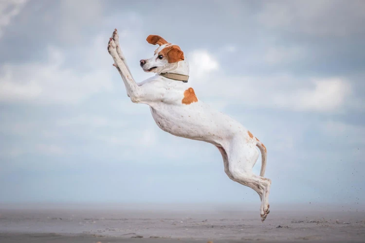 Comedy Pets Photo Awards 2024