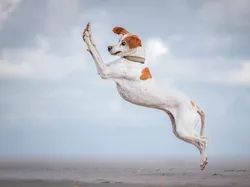 Finalis Comedy Pet Photo Bikin Gemes dan Ngakak