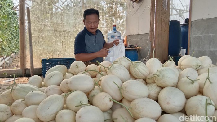Hasan Busro, petani Indramayu sukses meraup puluhan juta dari budidaya melon sweet net