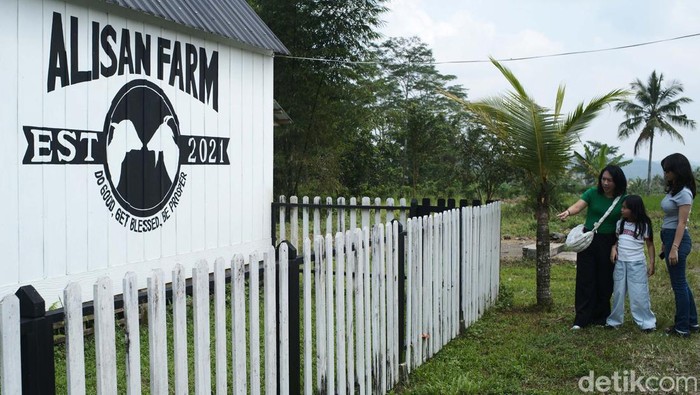 Melihat Wisata Edukasi Peternakan Kambing di Wonosobo Jawa Tengah Peternakan kambing dan domba Alisan Farm di Wonosobo, Jateng, jadi wisata edukasi bagi anak-anak. Peternakan ini menghasilkan susu dan daging kambing.