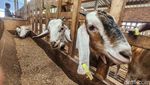 Melihat Wisata Edukasi Peternakan Kambing di Wonosobo Jawa Tengah