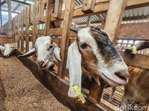 Apa Perbedaan Kambing dan Domba? Ternyata Bagian Ini