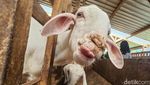 Melihat Wisata Edukasi Peternakan Kambing di Wonosobo Jawa Tengah