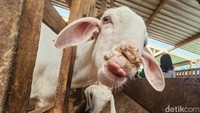 Satu ekor kambing bisa menghasilkan hingga 1 liter perhari. Menjelang hari raya Idul Adha, permintaan domba kurban juga meningkat drastis.