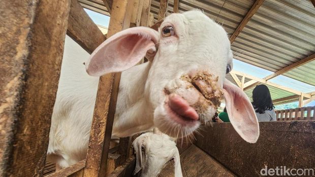 Peternakan kambing dan domba Alisan Farm di Wonosobo, Jateng, jadi wisata edukasi bagi anak-anak. Peternakan ini menghasilkan susu dan daging kambing.