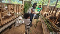 Pengunjung melihat langsung peternakan kambing dan domba Alisan Farm, di Selomerto, Wonosobo, Jawa Tengah.