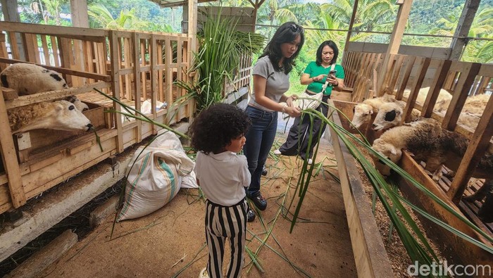 Melihat Wisata Edukasi Peternakan Kambing di Wonosobo Jawa Tengah Peternakan kambing dan domba Alisan Farm di Wonosobo, Jateng, jadi wisata edukasi bagi anak-anak. Peternakan ini menghasilkan susu dan daging kambing.