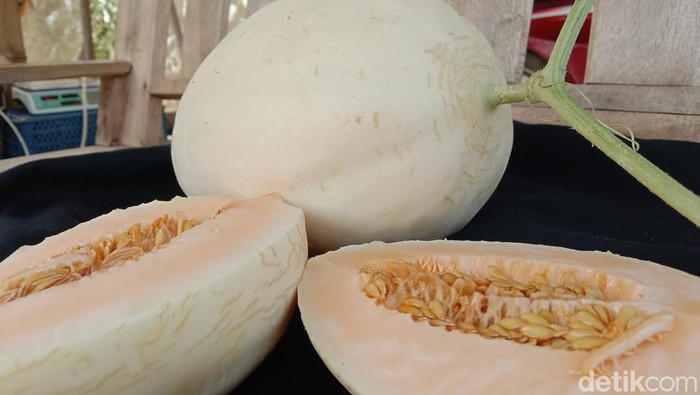 Melon Sweet Net Hasil Budidaya Petani Indramayu