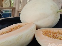 Manis dan Legit Melon Sweet Net Hasil Budidaya Petani Indramayu