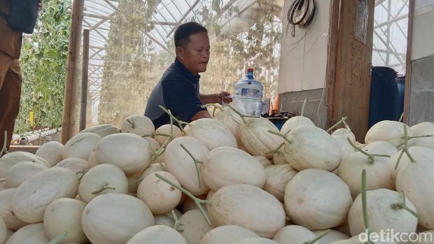 Melon Sweet Net Hasil Budidaya Petani Indramayu
