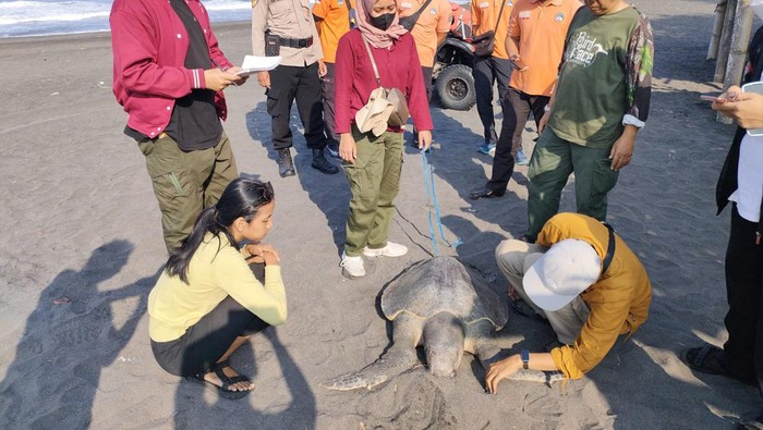 Kondisi penyu lekang yang ditemukan mati terdampar di Pantai Glagah, Temon, Kulon Progo, Selasa (14/5/2024).