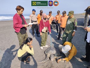 Ditemukan Mati Terdampar di Kulon Progo, Ini Fakta Seputar Penyu Lekang