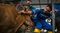Dinas Ketahanan Pangan Kota Tangerang memasifkan vaksinasi PMK dan pemberian multivitamin pada 2.000 ekor sapi ternak pada tahun 2024.
