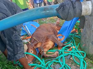 Byur! Anak Sapi Tercebur Sumur di Kebonrejo Blora, BPBD Lakukan Evakuasi