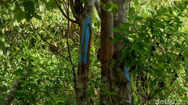 Cat biru sebagai penanda lahan kavelingan terlihat pada sejumlah batang pohon di sepanjang bantaran sungai Akejira.
