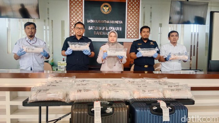 Barang bukti Benih Bening Lobster (BBL) ditunjukkan dalam jumpa pers ungkap kasus penyelundupan BBL, di Kantor BKHIT Kulon Progo, Rabu (15/5/2024).