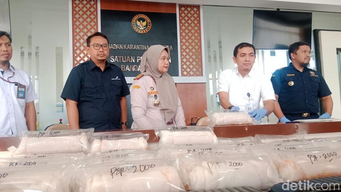 Barang bukti Benih Bening Lobster (BBL) ditunjukkan dalam jumpa pers ungkap kasus penyelundupan BBL, di Kantor BKHIT Kulon Progo, Rabu (15/5/2024).