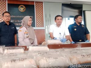 Pelaku Penyelundupan 80.000 Benih Lobster di YIA Masih Misterius