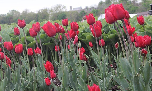 Bunga Tulip Bunga tulip warna merah.
