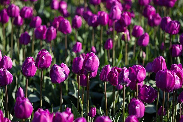 Bunga Tulip Bunga tulip warna ungu.