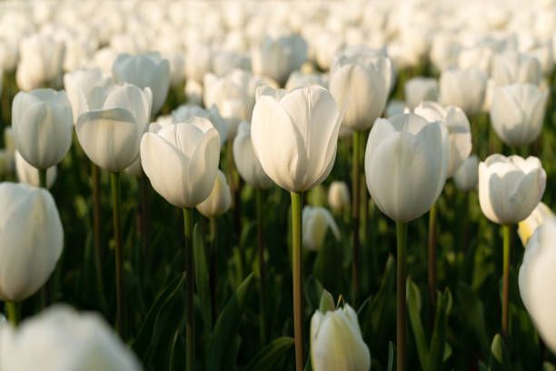 Bunga Tulip Bunga tulip warna putih.