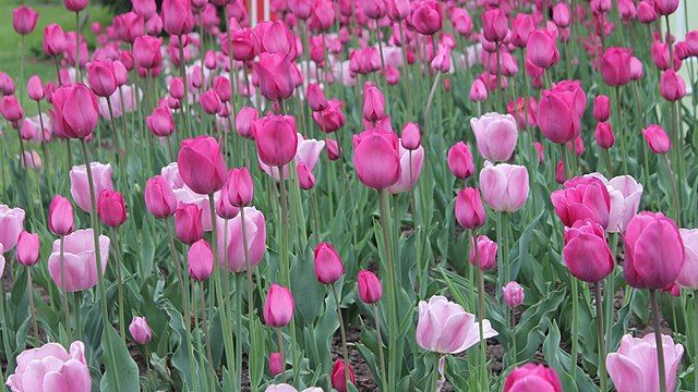 Bunga Tulip Bunga tulip warna merah muda (pink).