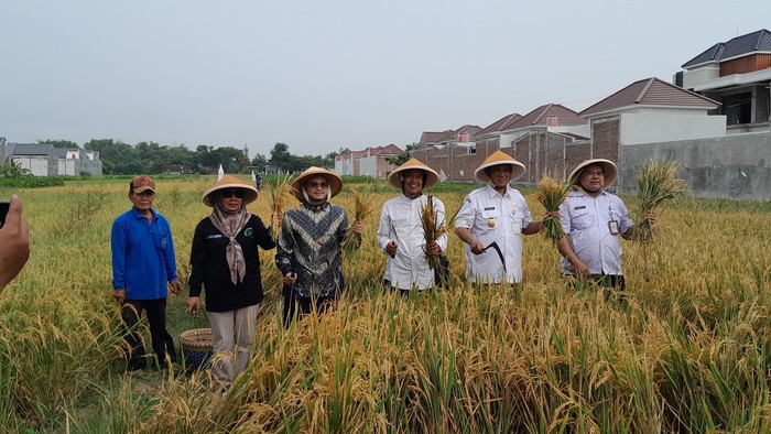 Panen lahan padi mitra Program Low Carbon Rice di Desa Jomboran, Kecamatan Klaten Tengah, Kabupaten Klaten, Rabu (15/5/2024).
