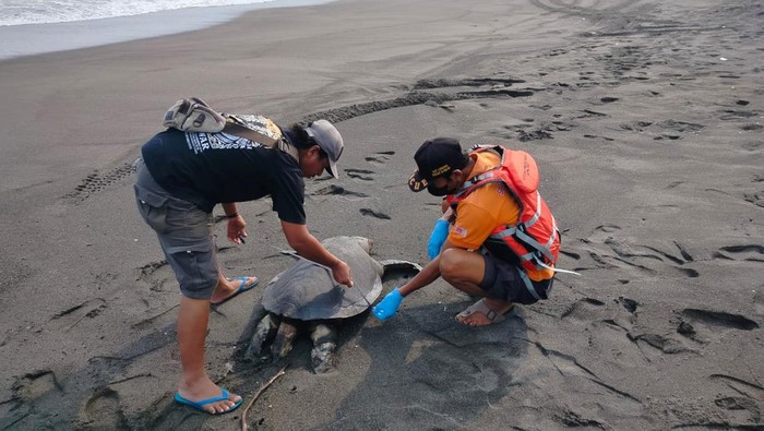 Petugas saat mengevakuasi seekor penyu lekang di timur Pantai Indokor, Poncosari, Srandakan, Bantul.