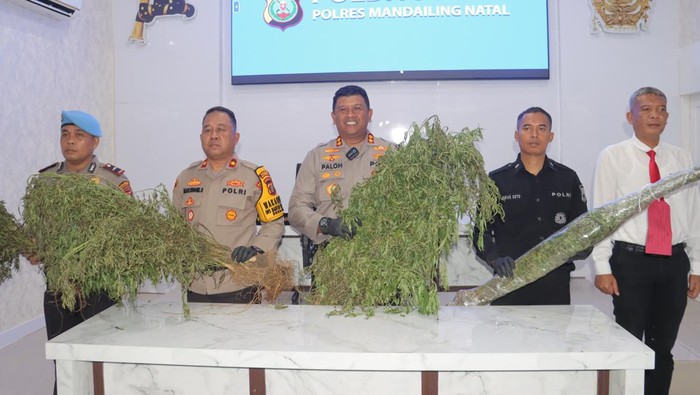 Polres Madina saat merilis kasus penemuan ladang ganja. (Foto: Dok. Polres Madina).
