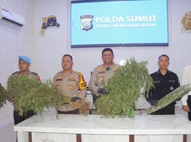 Polisi Temukan 1,5 Ha Ladang Ganja Seberat 650 Kg di Madina, Pemilik Diburu