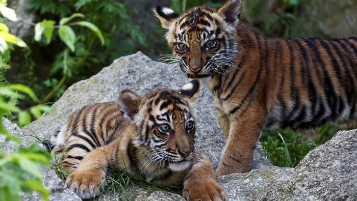 Newborn Sumatran tiger cubs Ede and Kuno, born in February this year, are shown to the media during a naming ceremony at the Tierpark Zoo in Berlin, Germany, May 14, 2024. REUTERS/LIESA JOHANNSSEN