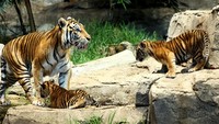 Kedua anak harimau itu diberi nama Ede dan Kuno. Mereka lahir dari pasangan induk Mayang dan ayah Jae Jae.