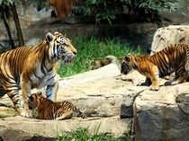 5 Fakta Kelahiran Anak Harimau Legendaris Bujang Mandeh