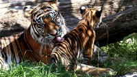 Harimau Sumatera adalah spesies yang sangat terancam punah, dengan jumlah kurang dari 600 ekor di alam liar.