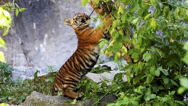 Potret 2 Anak Harimau Sumatera yang Lahir di Kebun Binatang Berlin Newborn Sumatran tiger cubs Ede and Kuno, born in February this year, are shown to the media during a naming ceremony at the Tierpark Zoo in Berlin, Germany, May 14, 2024. REUTERS/LIESA JOHANNSSEN