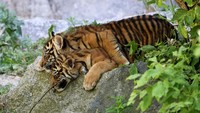 Tierpark Berlin mengatakan bahwa anak harimau tersebut merupakan “secercah harapan baru bagi kelestarian spesies langka ini.”