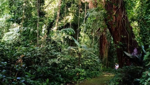 Taman Wisata Alam Sibolangit (Instagram/twa_sibolangit)