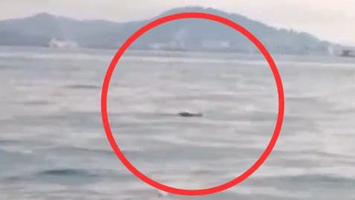 Tangkapan layar buaya berukuran besar muncul di perairan Belakang Padang, Batam. (Istimewa)