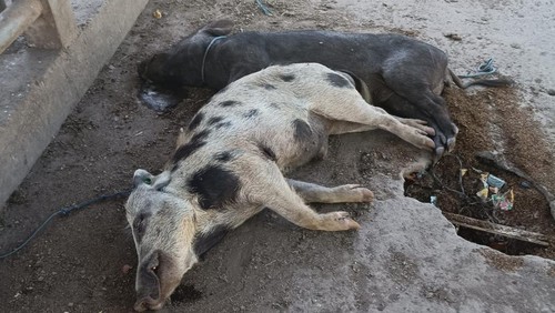 Babi mati karena terjangkit ASF di Sikka, NTT.