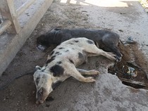 550 Babi di Sikka NTT Mati karena ASF