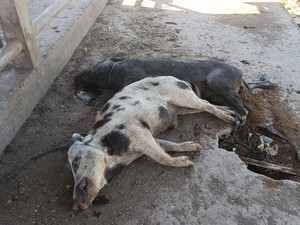 87 Babi di Nagekeo NTT Mati dengan Gejala ASF