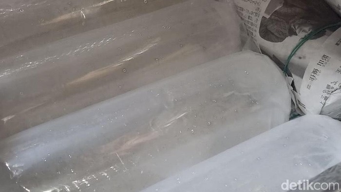 Benih lobster yang berhasil diamankan polisi.